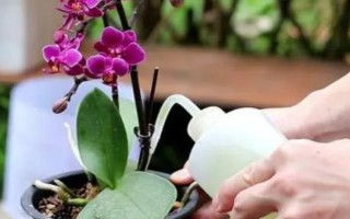 蝴蝶蘭的養(yǎng)護(hù)方法，適合在15-20℃左右生長