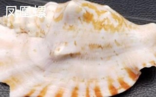 鸚鵡螺是海螺嗎，是頭足綱軟體動物不是海螺