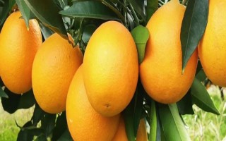 優(yōu)質(zhì)臍橙的特點(diǎn)，表現(xiàn)為橙黃光滑且體積大等