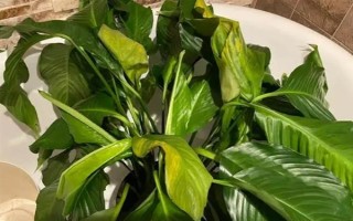 水培白掌葉尖為什么會干枯，可能是水質(zhì)差、養(yǎng)分不足、溫度過高等因素造成