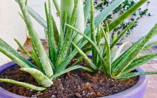 蘆薈的種植方法，選擇含腐殖質(zhì)的弱酸性沙質(zhì)土壤
