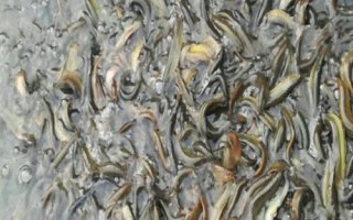 捉泥鰍絕招，可采用網(wǎng)捕法、籠捕法和挖捕法
