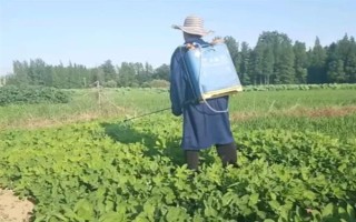 蘇子的產地，在我國主產于安徽、湖南、臺灣等省份