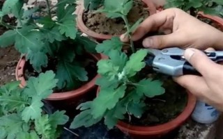 多頭小菊的種植方法，可選擇在春秋兩季進行