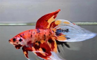 馬尾斗魚如何鑒別公母，公魚的魚鰭較大且長(zhǎng)、母魚的魚鰭較短小