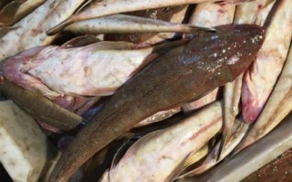 鲬魚的價(jià)格，一斤需要3-6元左右
