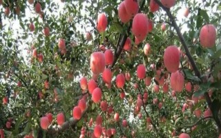 提高蘋(píng)果表面亮度的方法，可采取套袋、施肥、控制生長(zhǎng)方向等措施
