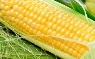 天利禾6009玉米種子簡介，該品種幼苗期第一葉鞘紫色