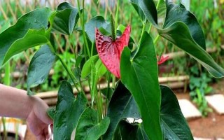 紅掌爛根怎么辦，先洗根再剪掉爛根