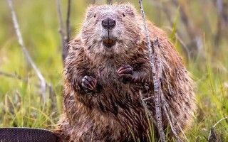 水生哺乳動物的種類，包括虎鯨、海豚、白鰭豚等品種