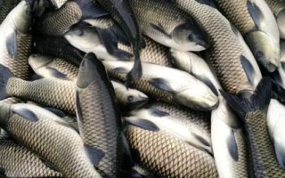 如何養(yǎng)草魚，避免喂食發(fā)霉變質(zhì)飼料
