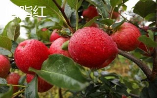 蘋果的主產(chǎn)區(qū)，主要包括黃土高原、渤海灣等生產(chǎn)區(qū)域