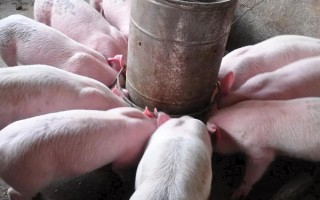 豬有多少個(gè)品種，目前我國(guó)在養(yǎng)的生豬品種中有104個(gè)
