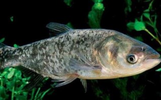 鳙魚的食物，主要吃浮游植物、浮游動(dòng)物
