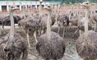 鴕鳥(niǎo)怎么養(yǎng)殖，不需要提供能量過(guò)多的飼料