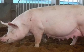 妊娠母豬不吃東西如何解決，飼喂健胃消食的藥物可治療不食癥