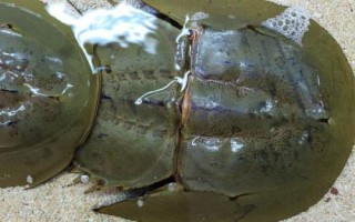 鱟魚(yú)有沒(méi)有毒，屬于有毒動(dòng)物