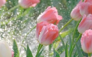 郁金香發(fā)芽要多長(zhǎng)時(shí)間，發(fā)芽需要8-12天的時(shí)間