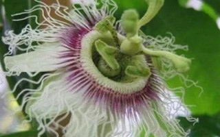 無花果會不會開花，會開出較小難以發(fā)現(xiàn)的花朵