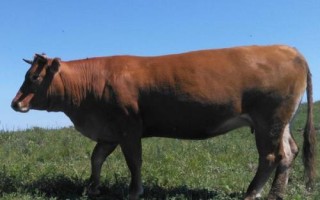 牛有多少個(gè)胃，具有瘤胃、網(wǎng)胃、瓣胃、皺胃