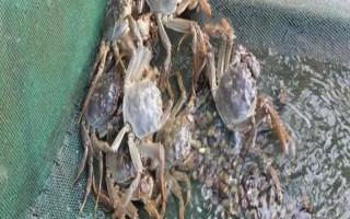 哪種餌料受到螃蟹的喜愛，可飼喂小魚蝦、螺肉等葷餌
