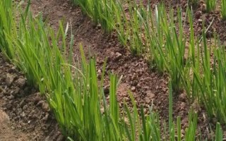 半陰半陽(yáng)適合種什么蔬菜，可以種韭菜、空心菜、蠶豆和花生等
