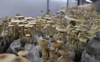 茶樹菇的種植要點(diǎn)，子實(shí)體形成時(shí)要保持較高的空氣濕度
