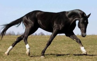汗血寶馬介紹，其祖先是生長在戈壁地帶的野馬