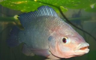 羅非魚的價格，因規(guī)格、地區(qū)等條件而異