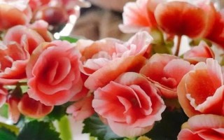 怎么修剪玫瑰海棠，一般在4-5月份進(jìn)行
