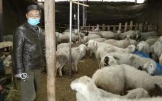 羊養(yǎng)殖場消毒技術(shù)，消毒的時候要做到消毒水的即配即用