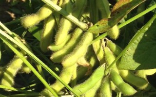 浙鮮84大豆種子簡介，鮮食夏大豆品種