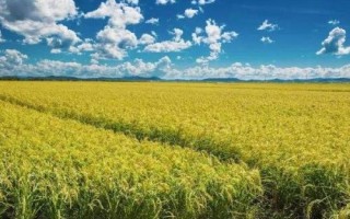 中科鹽2號(hào)水稻種簡(jiǎn)介，每畝大田用種量3~4公斤