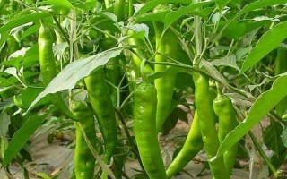 種植辣椒是否要授粉，屬于自花授粉作物、無需人工授粉
