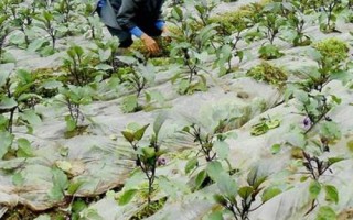 大棚茄子施肥技術，新棚的施肥量比老棚多