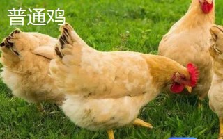 蘆花雞和普通雞有什么區(qū)別，品種、外觀均不同