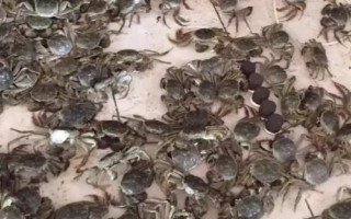 螃蟹養(yǎng)殖注意事項(xiàng)，養(yǎng)殖前要定時(shí)檢查池塘