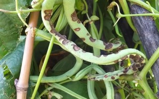 吡蟲啉豆角開花后能用嗎，可在豆角開花后使用