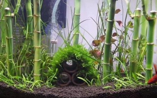 富貴竹能跟魚一起養(yǎng)嗎，富貴竹是可以和魚一起養(yǎng)的