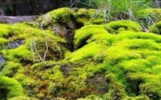 野生苔蘚冬季會不會死亡，進入休眠狀態(tài)后依然存活