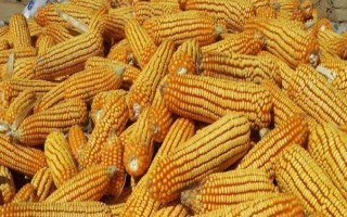 福玉95玉米品種簡(jiǎn)介，中抗大斑病（5MR）