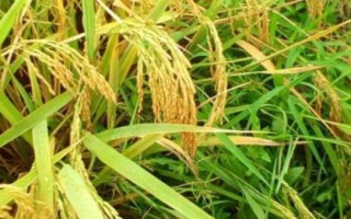 春兩優(yōu)粵新油占水稻種子介紹，播種育秧