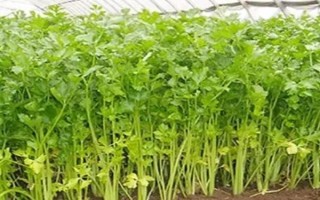 芹菜籽能直接放土里種嗎，表皮堅(jiān)硬需浸泡催芽