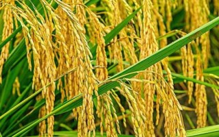 寧粳15號水稻品種簡介，粳型常規(guī)水稻品種
