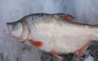 黃尾魚和紅尾魚有什么區(qū)別，黃尾魚的尾鰭呈黃色、紅尾魚的尾鰭呈鮮紅色