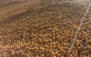 吉育3512大豆品種的特性，8月中旬及時防治大豆食心蟲