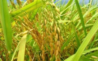 妙兩優(yōu)526水稻種子簡(jiǎn)介，全生育期115.4天