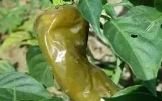 甜椒病蟲害及防治措施，不同病害的癥狀不同