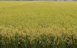夢兩優(yōu)黃莉占水稻種子特征特性，秧田畝播種量8～10千克