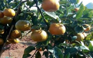 廣西橘子的品種，常見的有沃柑、夏橙、砂糖橘等